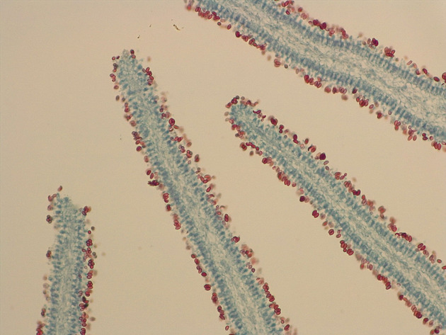 Coprinus Slides - Coprinus 01 200X